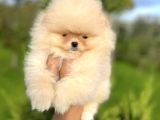 Ayıcık Surat Boo Pomeranian Yavrular 