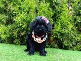 Nadir renk Black Toy Poodle Yavrular 